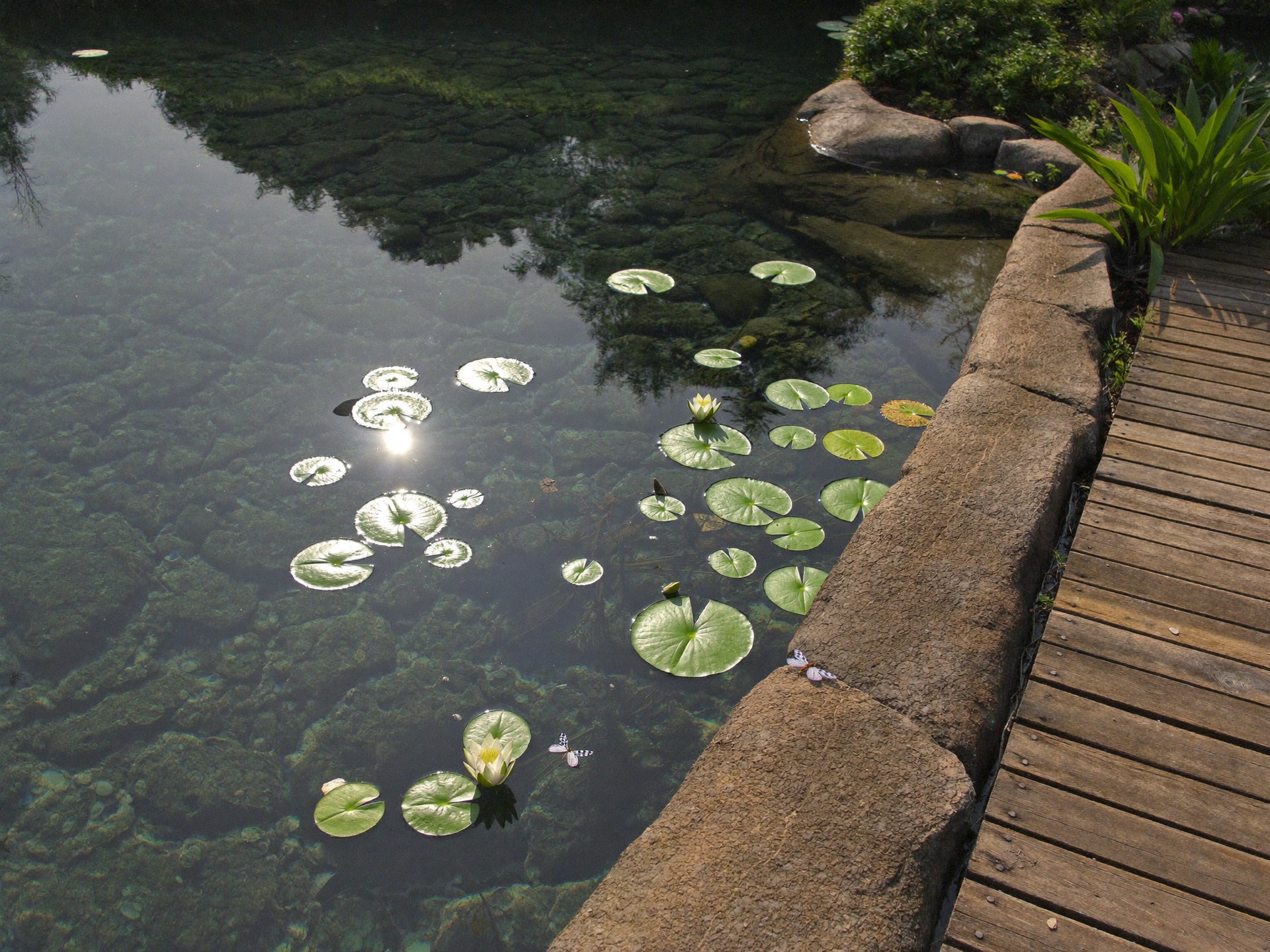 Klarer Gartenteich mit Seerosen, Natursteineinfassung und Holzdeck